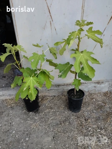 Далматинска смокиня - едра като круша, снимка 2 - Градински цветя и растения - 21060505