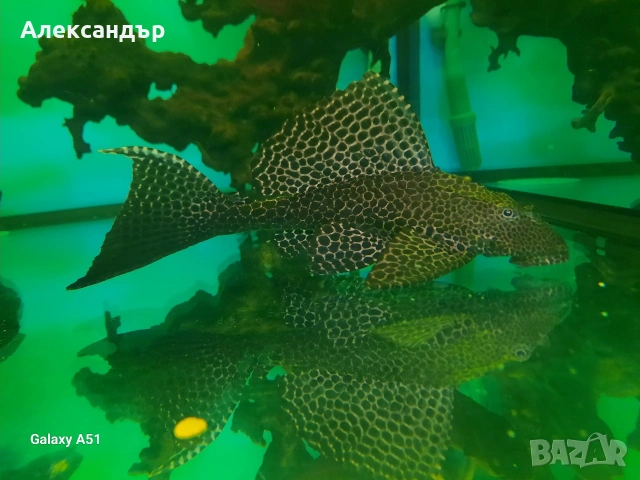 рибки и аквариум, снимка 9 - Рибки - 53109167