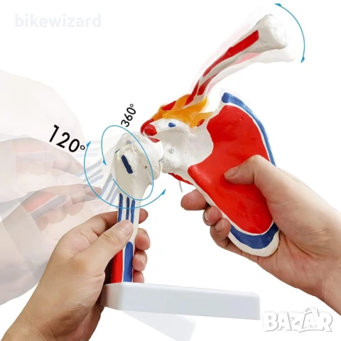 Модел на раменна става - медицински анатомичен модел НОВ, снимка 3 - Медицинска апаратура - 53263507