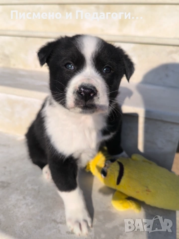 Подаряват се кученца , снимка 3 - Други - 53709434