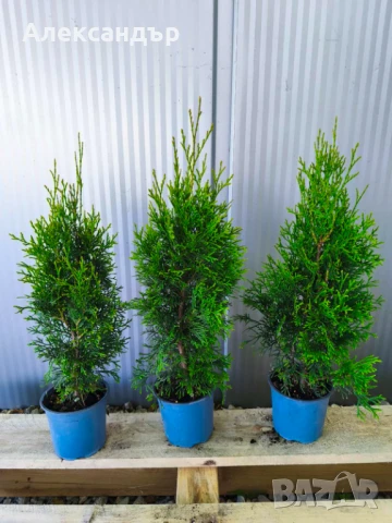 Туя смарагд , снимка 1