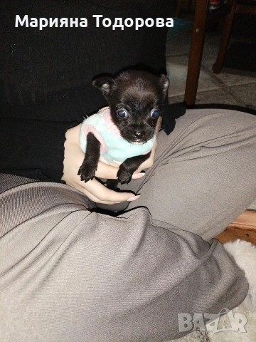 Пинчер, снимка 13 - Пинчер - 53447224