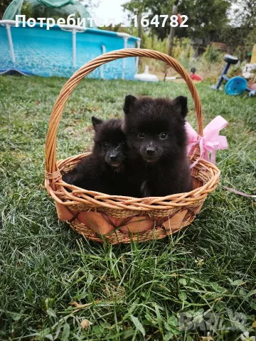Померан Померанчета 