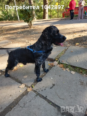 Бретон шпаньол си търси приятелка 