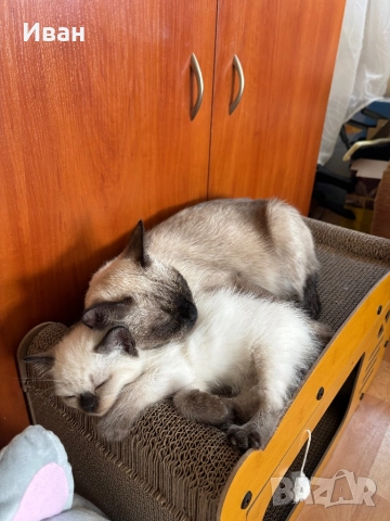 Породисто котенце, снимка 7 - Други - 52003298