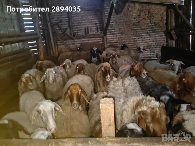 свободни овце, кочове 