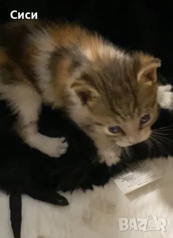 КОТЕ бебе,женско, снимка 2 - Други - 55777470