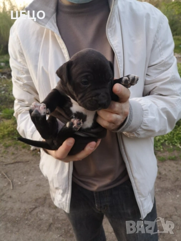 ПРОДАВАМ МАЛКИ ЕЛИТНИ  ПИТБУЛИ !!!