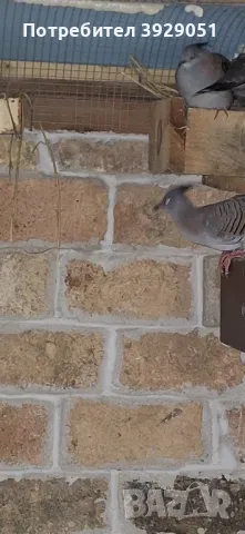 Продавам Австралийски качулати, снимка 3 - други­ - 49866843