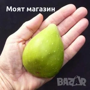 Смокиня Далматинска, снимка 2 - Градински цветя и растения - 53632179