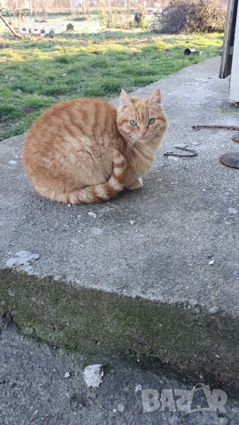 Дом за млади котета - остават сами на произвола на съдбата, снимка 12 - Други - 53050188