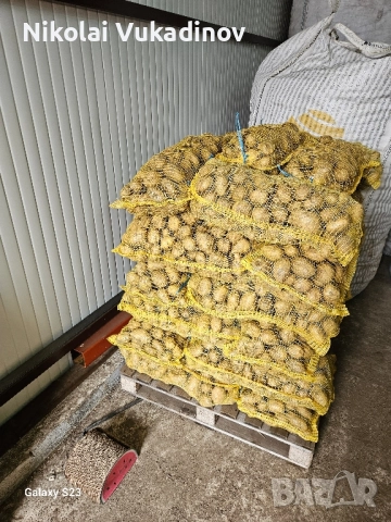 Картофи Сорая за консумация 