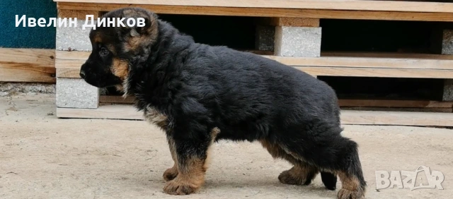 Мъжки немски овчарки с родословие. 