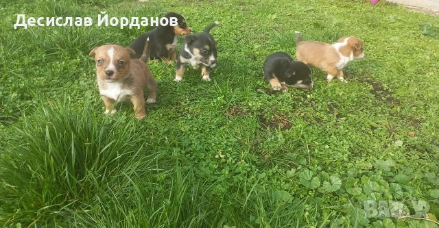 Джак Ръсел Териер, снимка 2 - Джак ръсел териер - 52733963