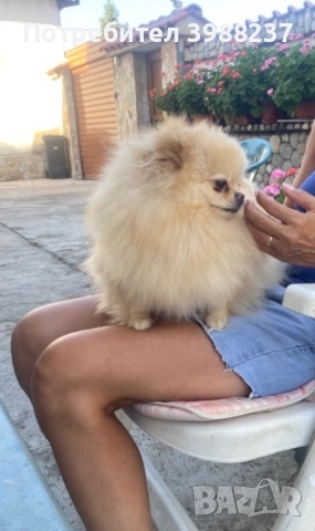 Померан момиче, снимка 1