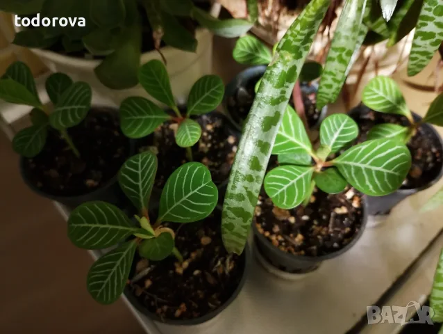 Плюеща палма- Euphorbia leuconeura , снимка 4 - Градински цветя и растения - 56216788