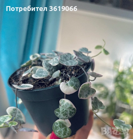 ceropegia woodii variegata, снимка 2 - Стайни растения - 53115391