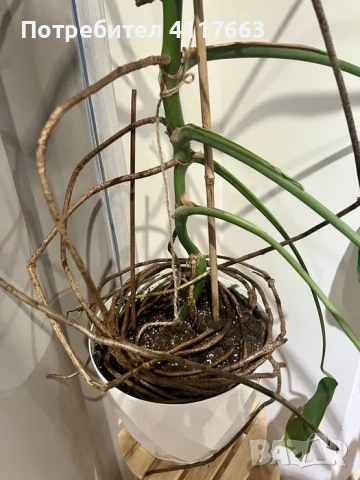 Монстера Делициоза, снимка 6 - Стайни растения - 52372919