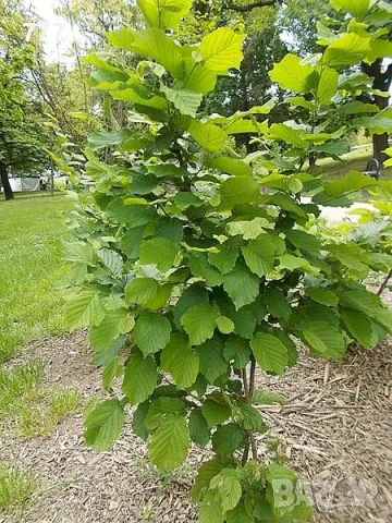 дива череша , див лешник,  дива круша , глог , върба , бреза , див дрян , бряст, снимка 4 - Градински цветя и растения - 48924121