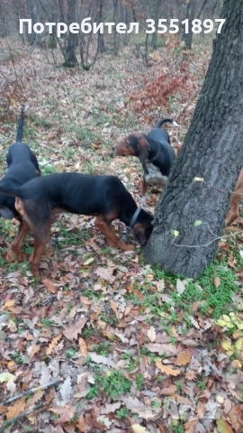 Продавам четири ловни гончета , снимка 2 - Гонче - 52538759