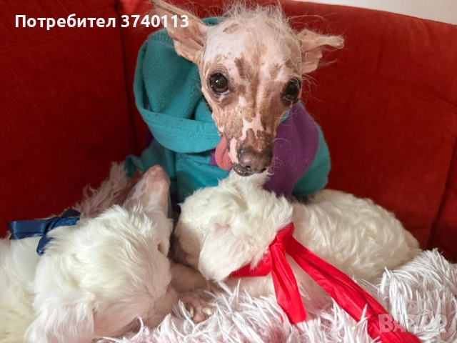 Китайско качулато куче (голо), снимка 6 - Други - 52849634