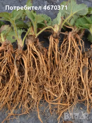 Продавам разсад корени целогодишни ягоди сорт Сан Андреас, снимка 5 - Разсади - 52673241
