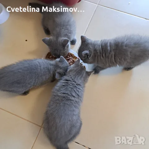 Британска късокосместа, снимка 3 - Британска късокосместа - 55843612
