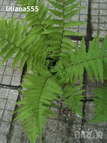 Папрат градинска , снимка 5 - Градински цветя и растения - 40898600