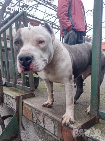 Питбул син нос , снимка 7 - Питбул - 53295871