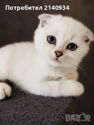 Синеоко шотландско клепоухо момче – Scottish Fold. Сръбрена чинчила