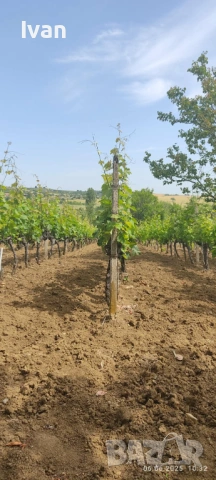 Продажба на лозово насаждение в местност град Ивайловград
