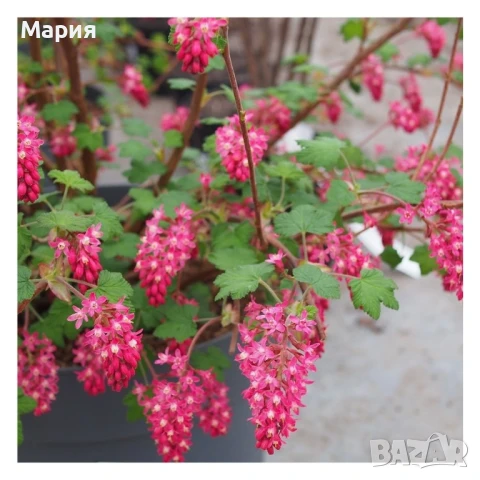 Ribes Amore/декоративно френско грозде/, снимка 1