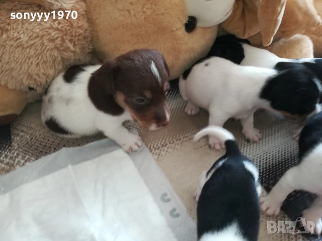 ДЖАК РЪСЕЛ-250ЛВ ЗА КУТРЕ 2409251049, снимка 17 - Джак ръсел териер - 51817566