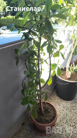 каучуково дърво , снимка 2 - Стайни растения - 50774197