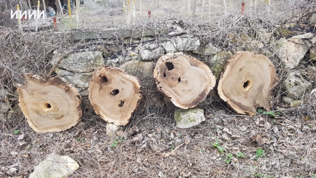 Шайби от орех, снимка 3 - Декорация за дома - 52158289