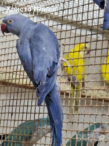 Парот център Бургас виолетови александри , снимка 6 - Папагали - 53656882