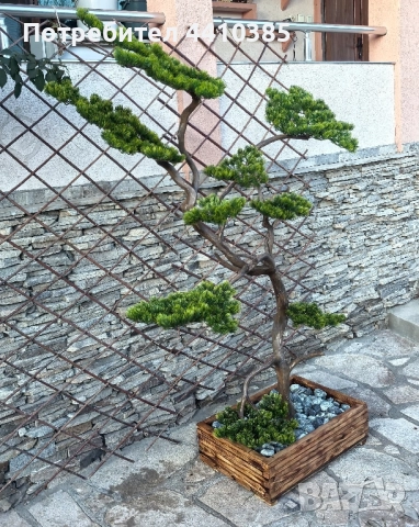 ръчно изработен бонсай Японски стил(уникат) 