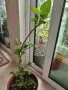 Хибискус с рядко срещан цвят, снимка 3