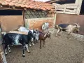 Продавам 6 бр.Кози, снимка 2