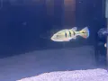 цихли peacock bass, снимка 4
