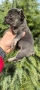 Френски булдог Блу Тан/French Bulldog Blue Tan , снимка 6