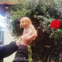 Продават се мини Пудели , снимка 1
