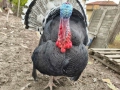 продавам млади домашно гледани пуйки пуяци петли кокошки , снимка 1