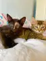 Костя и Люба. Търся добър дом за две котета, снимка 4