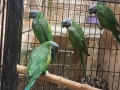 продавам папагали китаиски александар 2023 г 3 женски, снимка 2