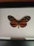 Истински Пеперуди в рамка, снимка 9
