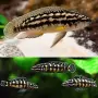 Рибки Julidochromis transcriptus, снимка 1