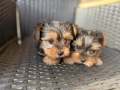 Мини Йоркширски териер Актуално от 4.1.2026, снимка 6