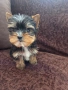 йоркширски териер йорки мини, снимка 4