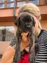 Кане Корсо - Cane Corso кученца, снимка 3